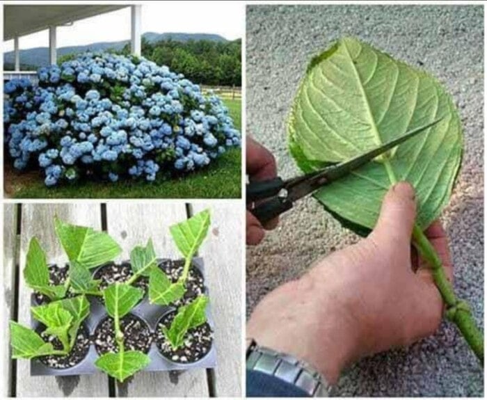 How to Grow Hydrangea from Cuttings