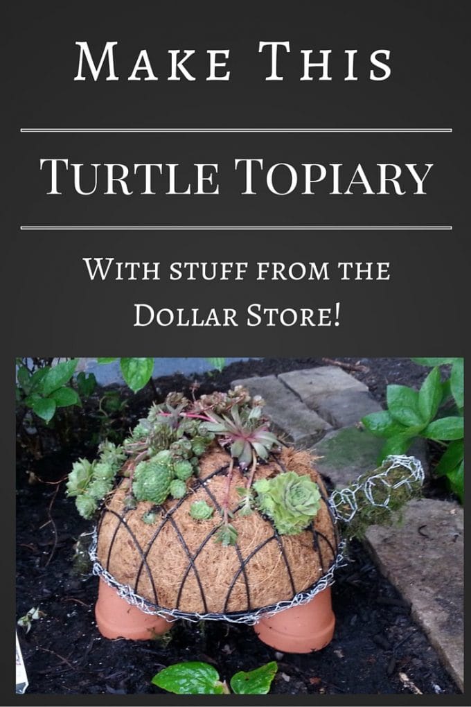 Succulent Turtle Topiary