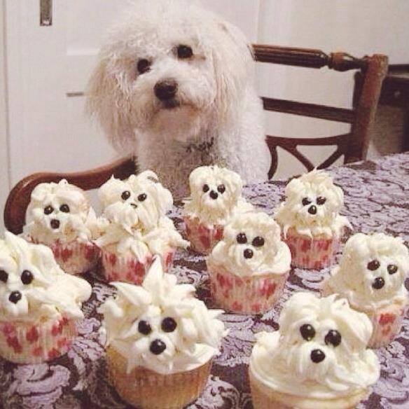 bichon cupcakes