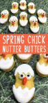 Baby Chick Nutter Butters