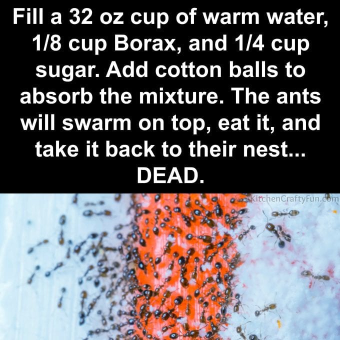 Best Cleaning Hacks - How to get rid of Ants