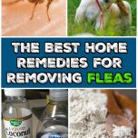 Best Home Remedies for Removing Fleas