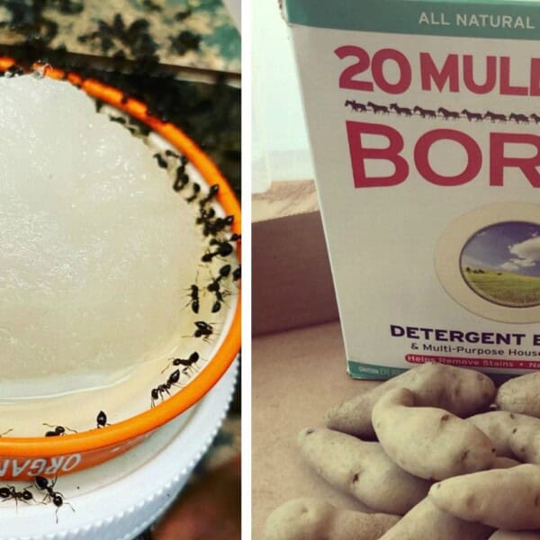 Borax