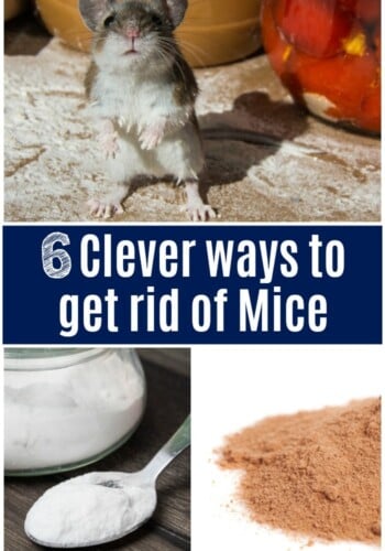 Clever ways to get rid of mice!