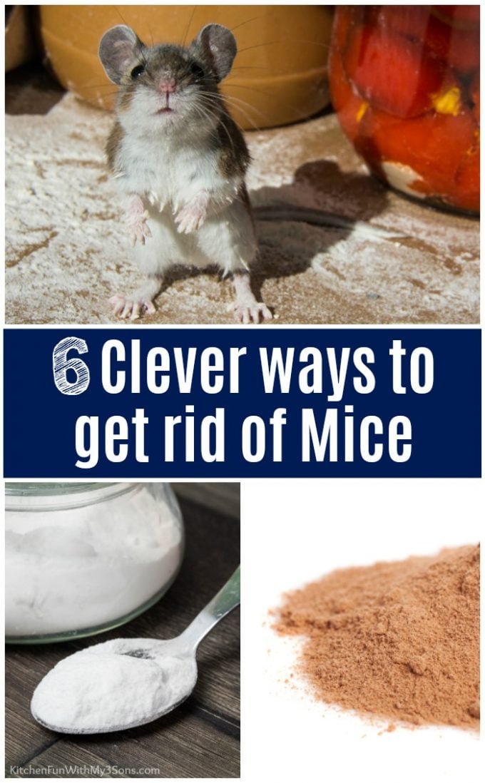 Clever ways to get rid of mice!
