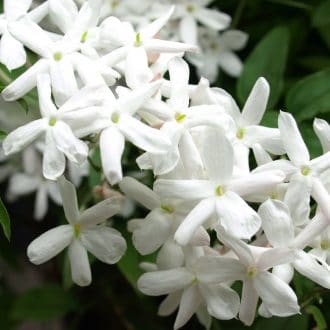 Jasmine for Anxiety
