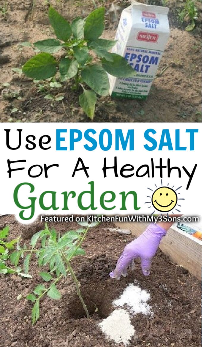 Epsom Salt for Garden