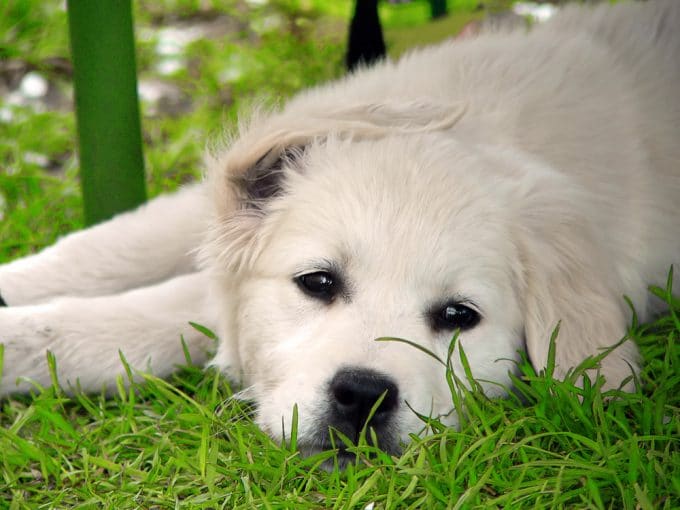 Cancer In Dogs Caused By Weed Killers