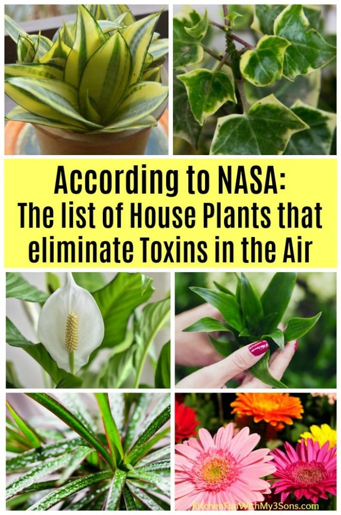 NASA Found That These House Plants Eliminate Toxins From The Air
