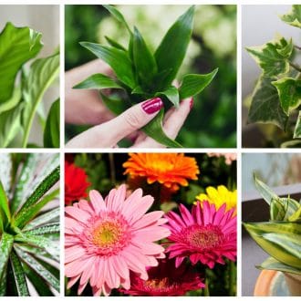 The Best Plants to Clean Your Air