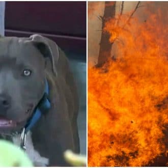 Pitbull Saves Baby From A House Fire