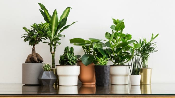 Surround Yourself With Plants and You Might Live Longer