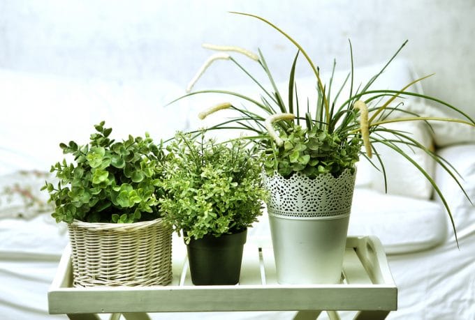 Surround Yourself With Plants and You Might Live Longer