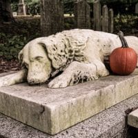 New Law Allows Pets To Be Buried Alongside Their Humans At Cemeteries