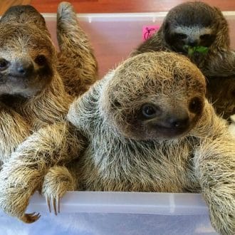 Baby Sloths Captured On Film and the Internet Can’t Deal