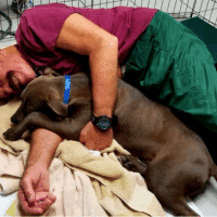 How to Become a Volunteer Dog Snuggler