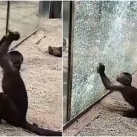 Monkey Shatters The Glass Enclosure With A Sharpened Rock At The Zoo