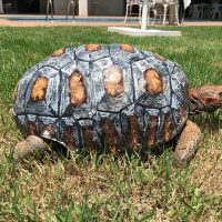 Tortoise Shell 3-D Printer