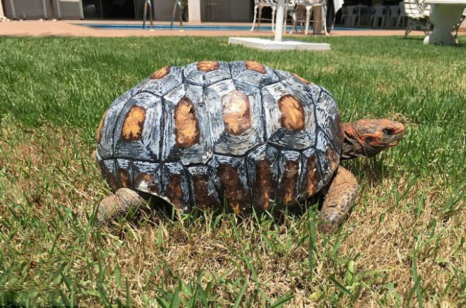 Tortoise Shell 3-D Printer