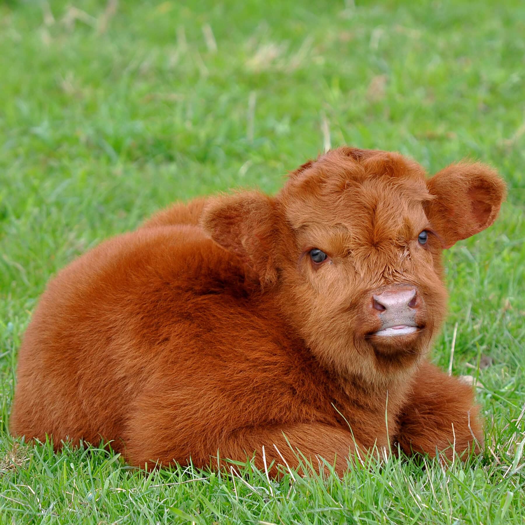 You Can Now Be The Proud Owner Of A Fluffy Mini Cow