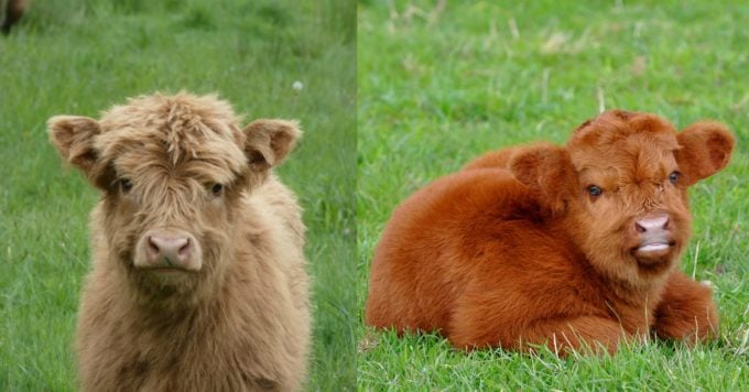 Fluffy Cow