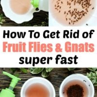 How To Get Rid of Fruit Flies Pin0