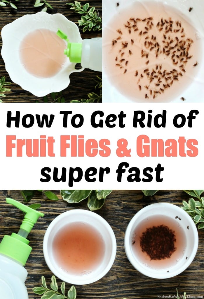 How To Get Rid Of Fruit Flies Kitchen Fun With My 3 Sons