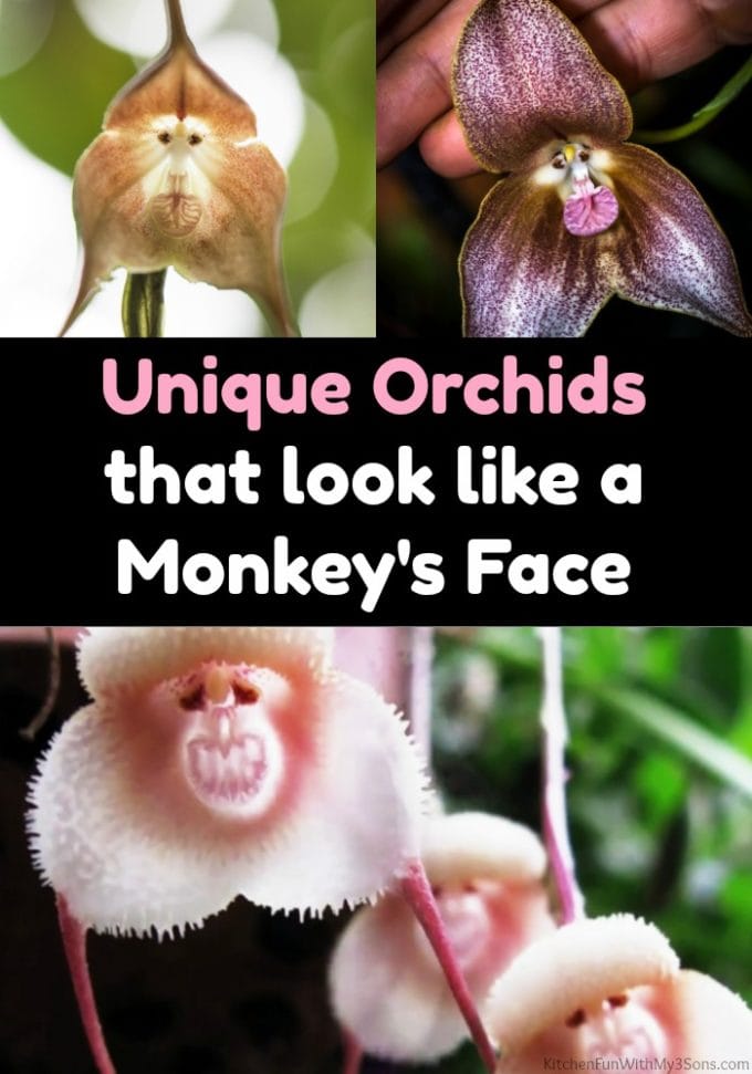 These Rare Orchids Look Just Like Monkeys