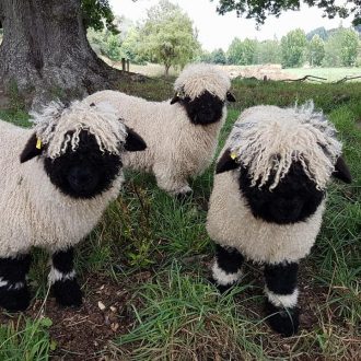 Black Nosed Sheep