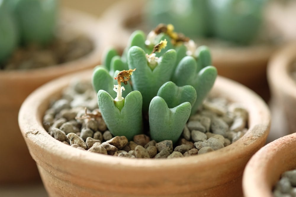 Conophytum Bilobum Plant - Succulent Plant Tiny Hearts