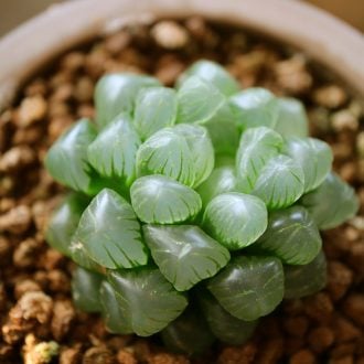 Haworthia Clear Succulent Plant