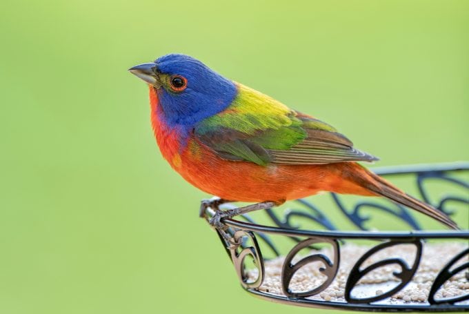 Painted Bunting Birds
