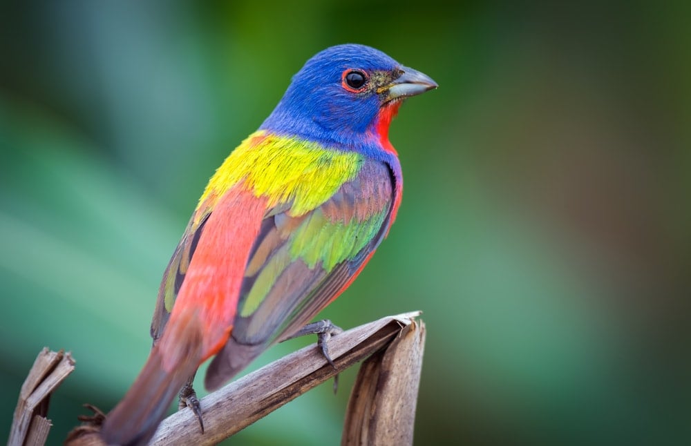 Painted Bunting Birds