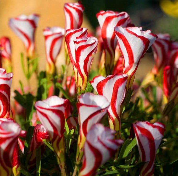 Candy Cane Flowers