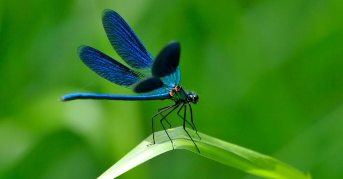 Attract Dragonflies