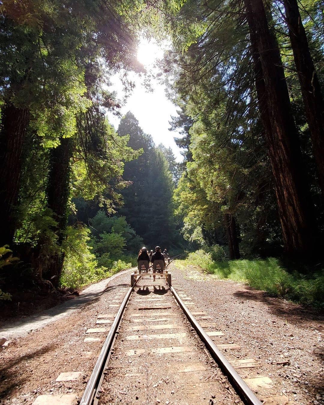 Pedal through Redwood Forest
