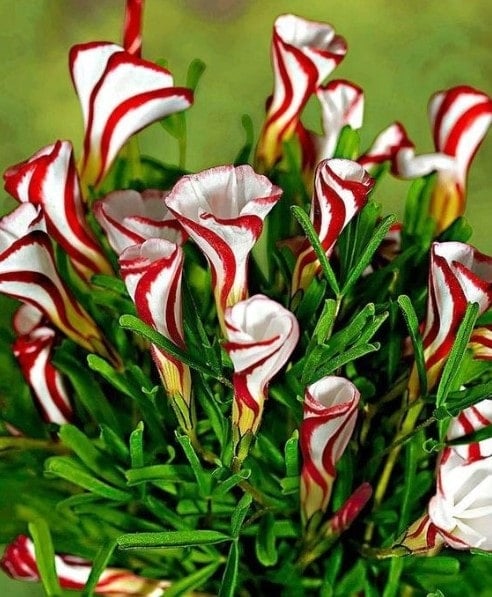 Candy Cane Flowers