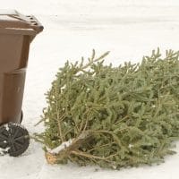 Christmas Tree Trash
