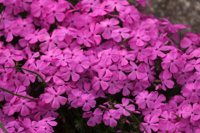 Pink FLowers