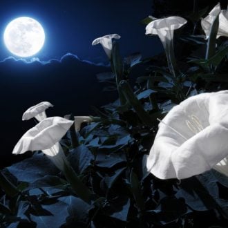 Moon Garden