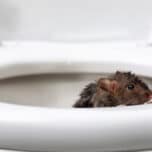 Rat in Toilet