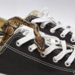 Snake in Shoe