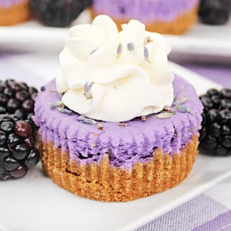 Blackberry Lavender Cheesecake Bites feature
