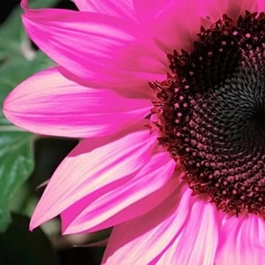 midnight oil pink sunflowers_WeedandSeed