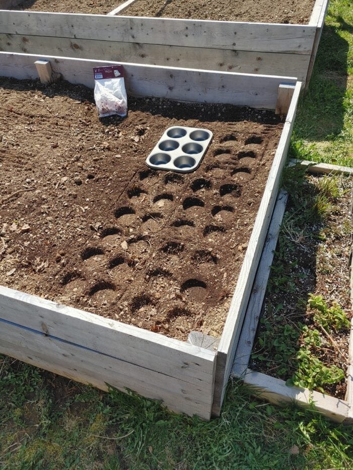 Using muffin tin for planting