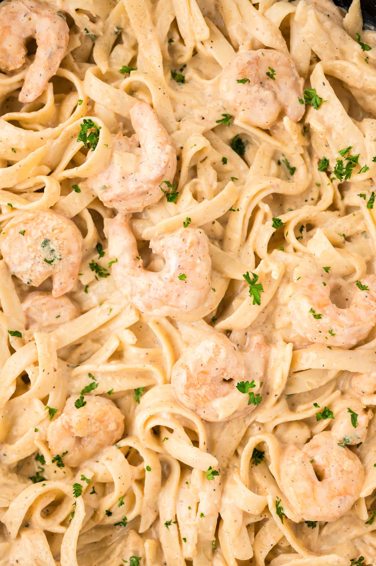 Close up of creamy garlic shrimp pasta