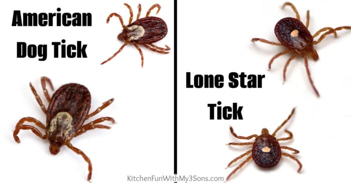 American Dog Tick and Lone Star Tick