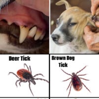 Ticks on Dogs Pinterest