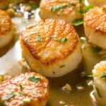 Pan Seared Scallops feature