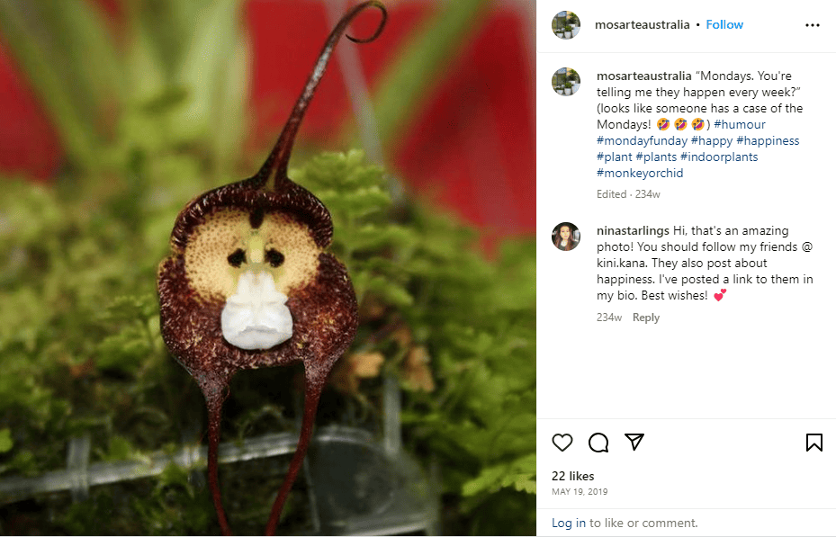 Rare Orchids Look Just Like Monkeys